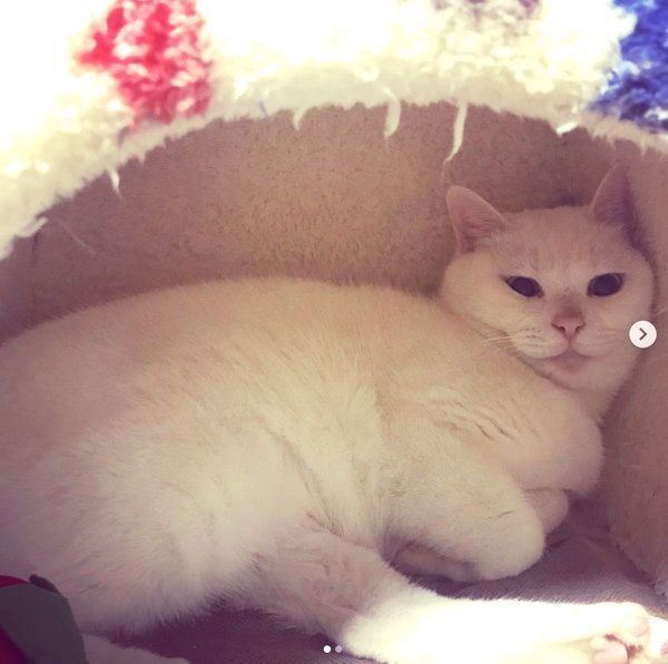 元保護猫・ミカヅキちゃん