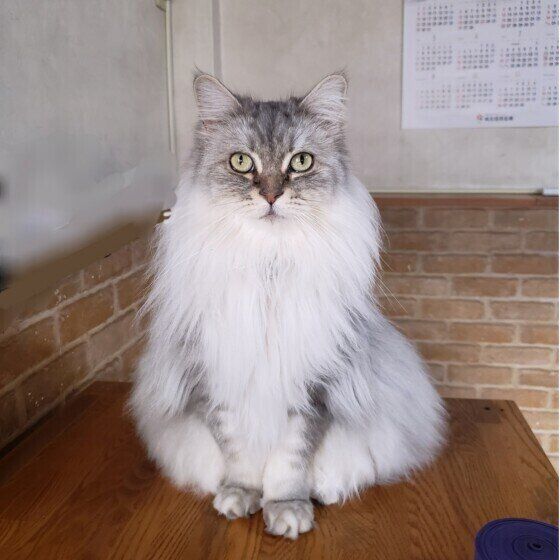 サイベリアンのさくらくん