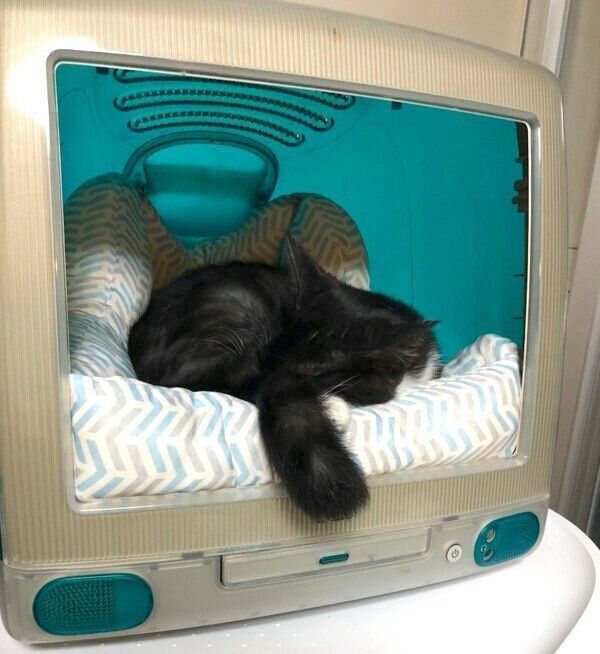 iMacの中に入るふみちゃん