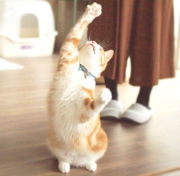 元保護猫・うりちゃん