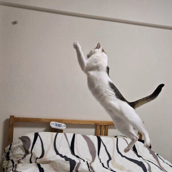 高くジャンプするコタくん