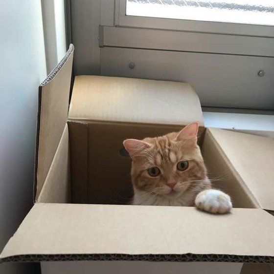 箱の中から手を出す猫