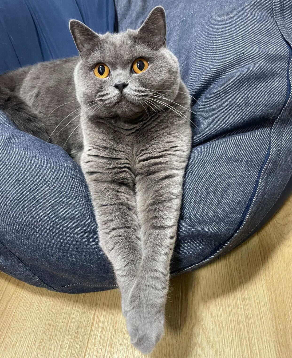 まったりするかんぱちちゃん