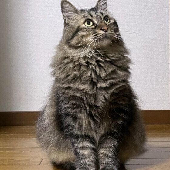 キジトラのらみちゃん 