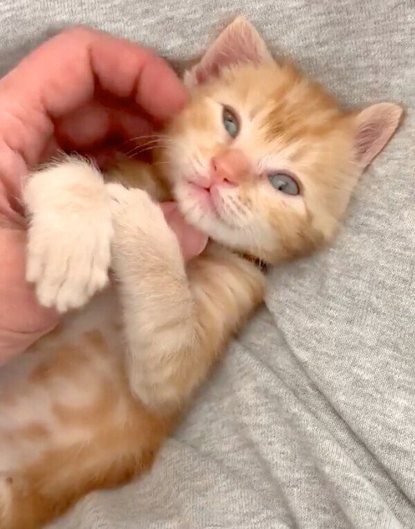 子猫時代のまめさん