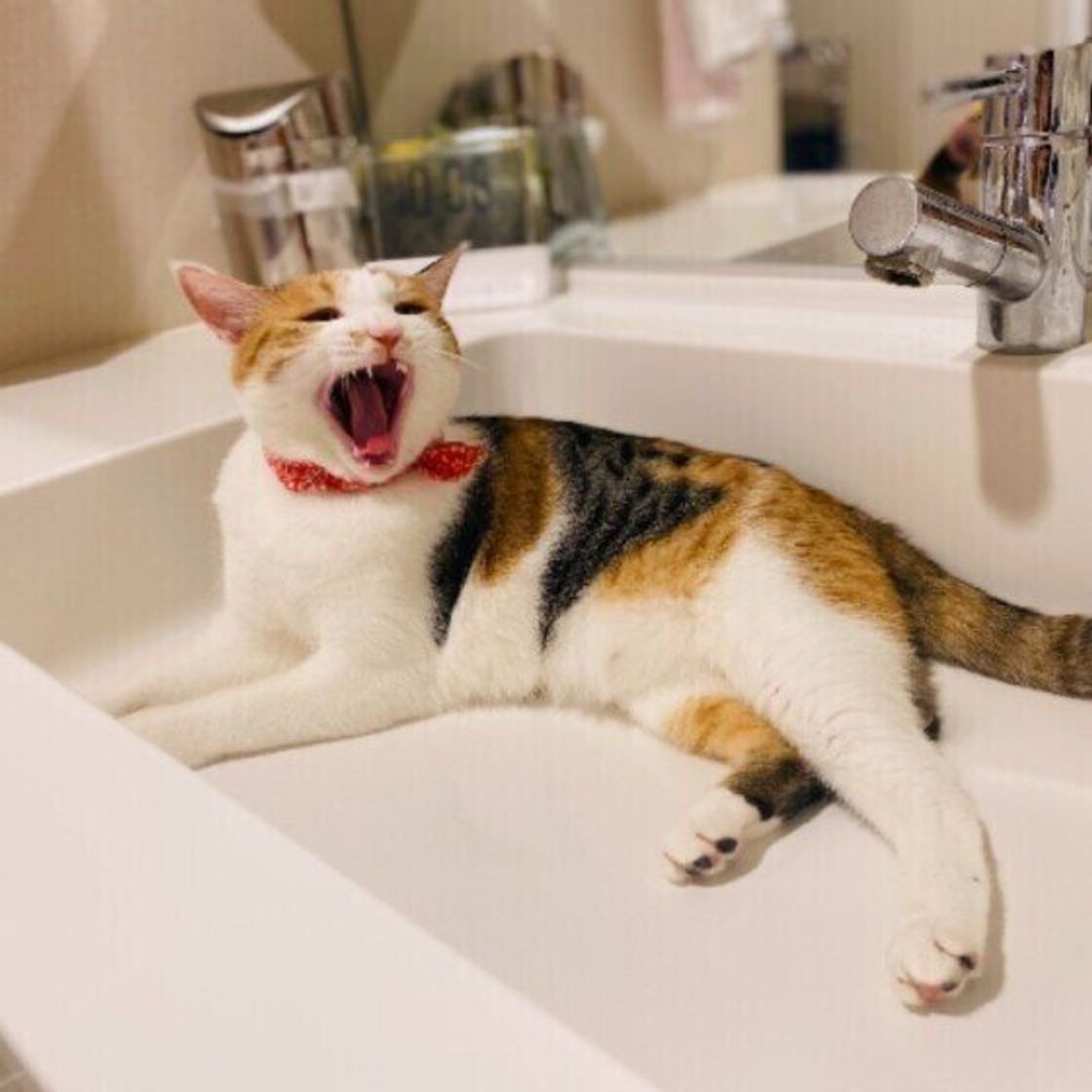 夏の暑さ対策 猫の居場所づくりで飼い主さんができる工夫3つ ねこのきもちweb Magazine 夏の暑さ対策 猫の居場所づくりで飼い主さんができる工夫3つ ねこのきもちweb Magazine