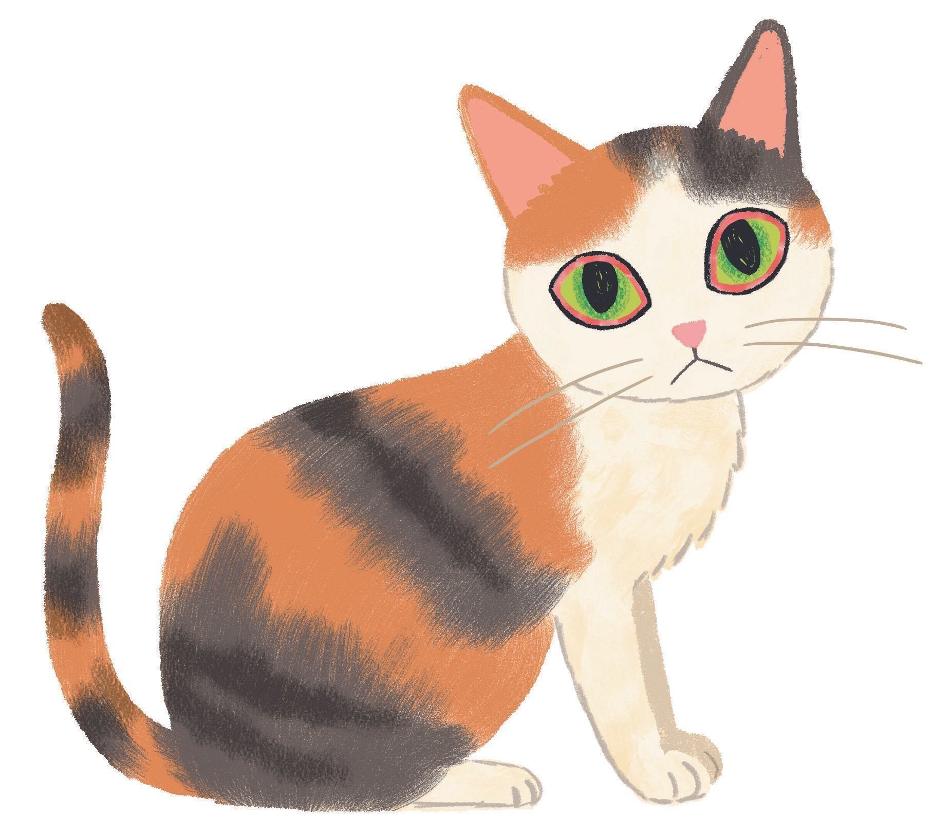 イラスト／片山智恵