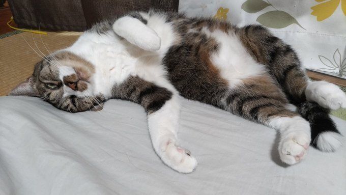 仰向けで寝転ぶ猫