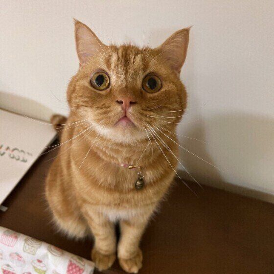 おやつを待つスコティッシュフォールド