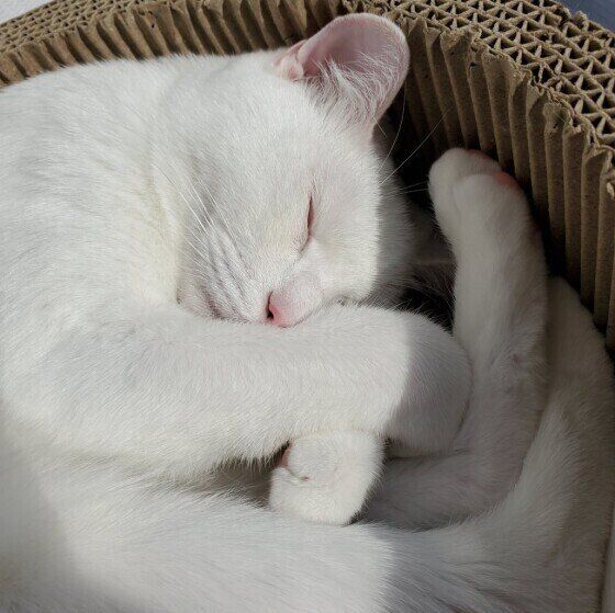 MIXのシロしゃんのリラックスタイム