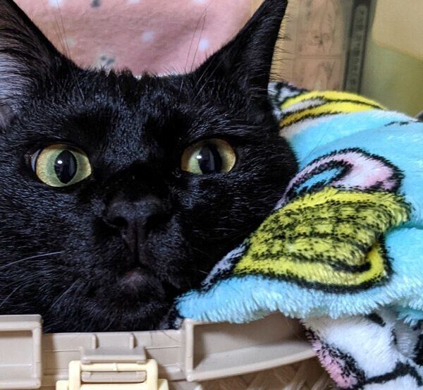 寝ぼけ顔のむーたん