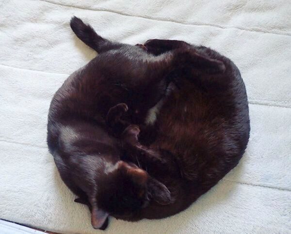 くっつくななちゃんとはちちゃん