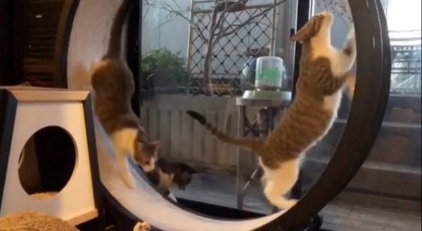 キャットホイールで遊ぶ猫