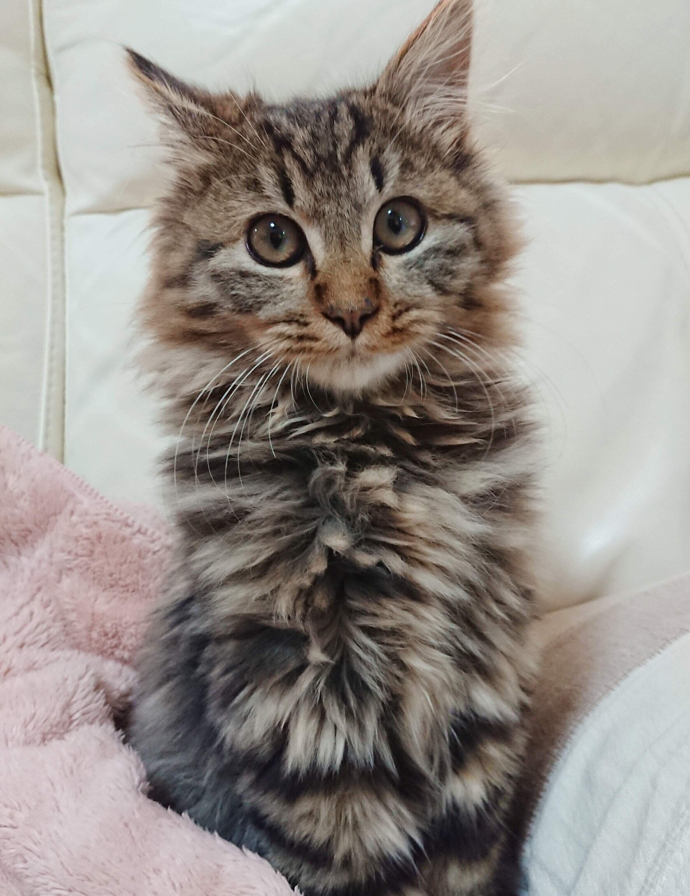 飼い主を見る子猫