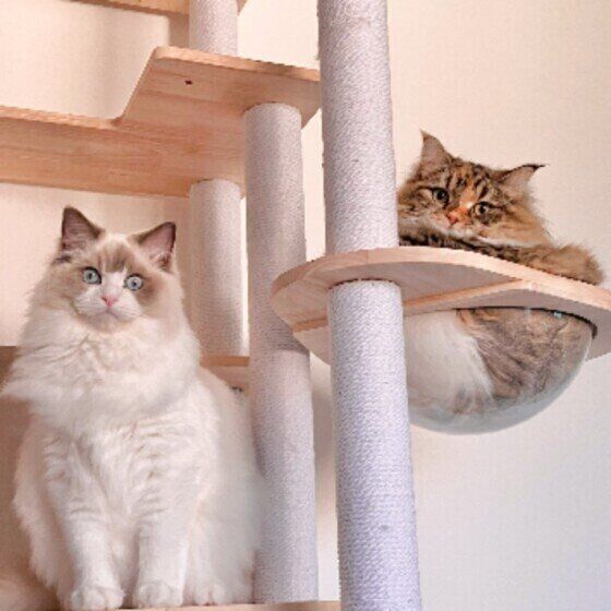 タワーに乗るうにもちゃんたち（サイベリアン）