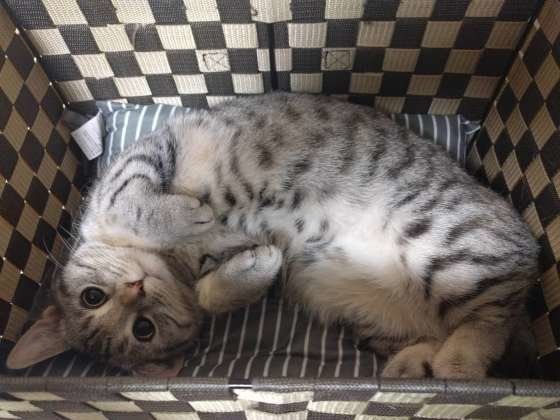 ヘソ天するマンチカン