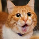 獣医師監修 うちの猫 発情期 正しく知りたい 時期や期間 オス メスの違いなど ねこのきもちweb Magazine 獣医師監修 うちの猫 発情期 正しく知りたい 時期や期間 オス メスの違いなど ねこのきもちweb Magazine