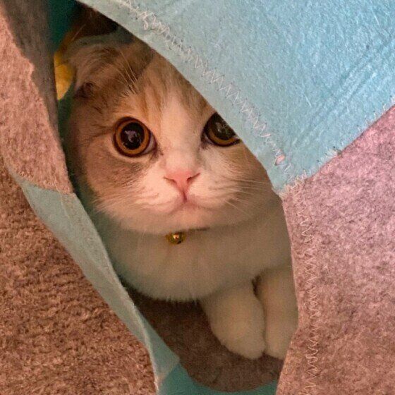 見つめるスコティッシュフォールド