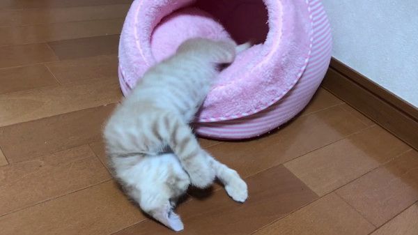 眠る猫