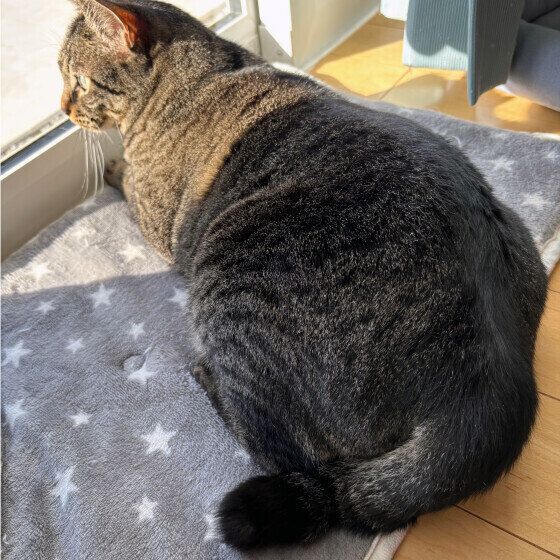 窓から外を見るまろくん