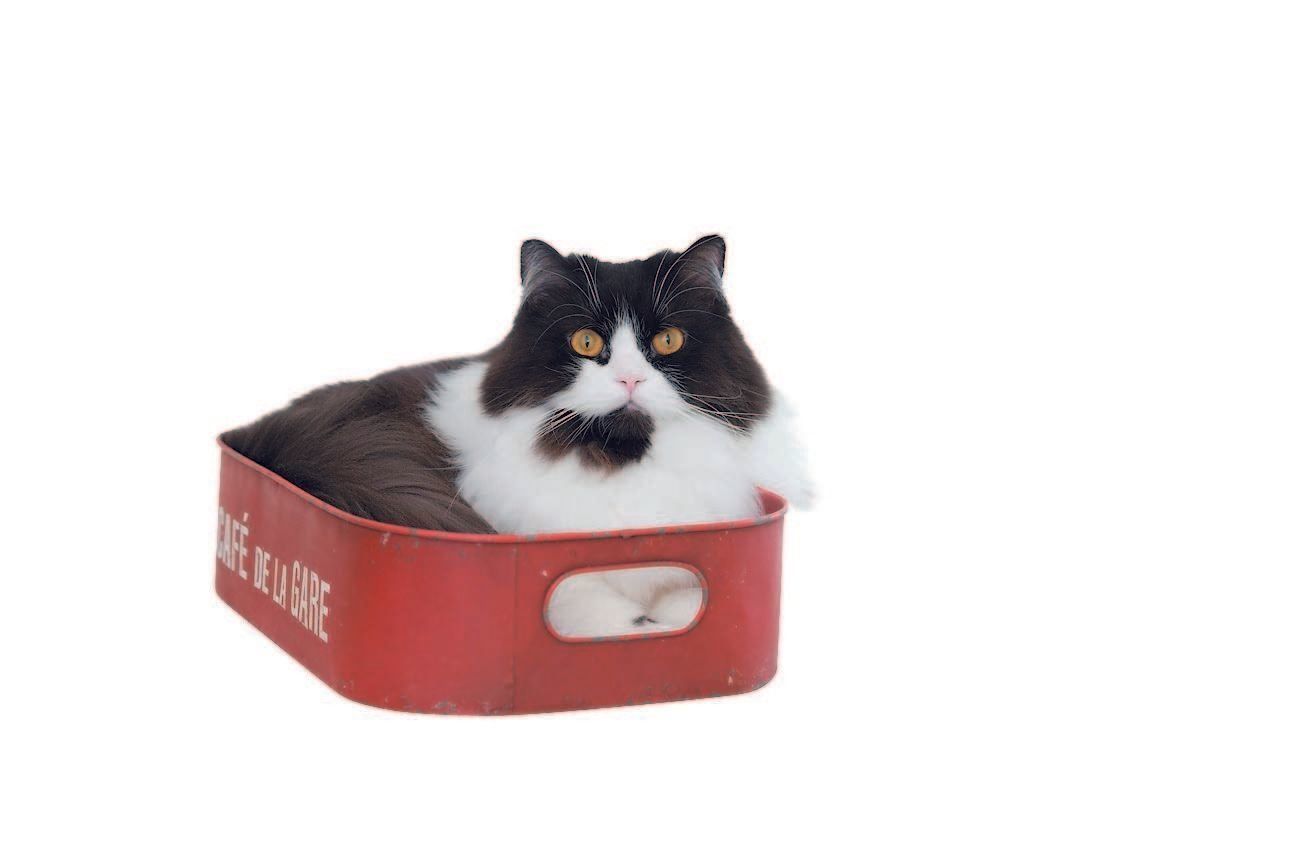 撮影／中川文作