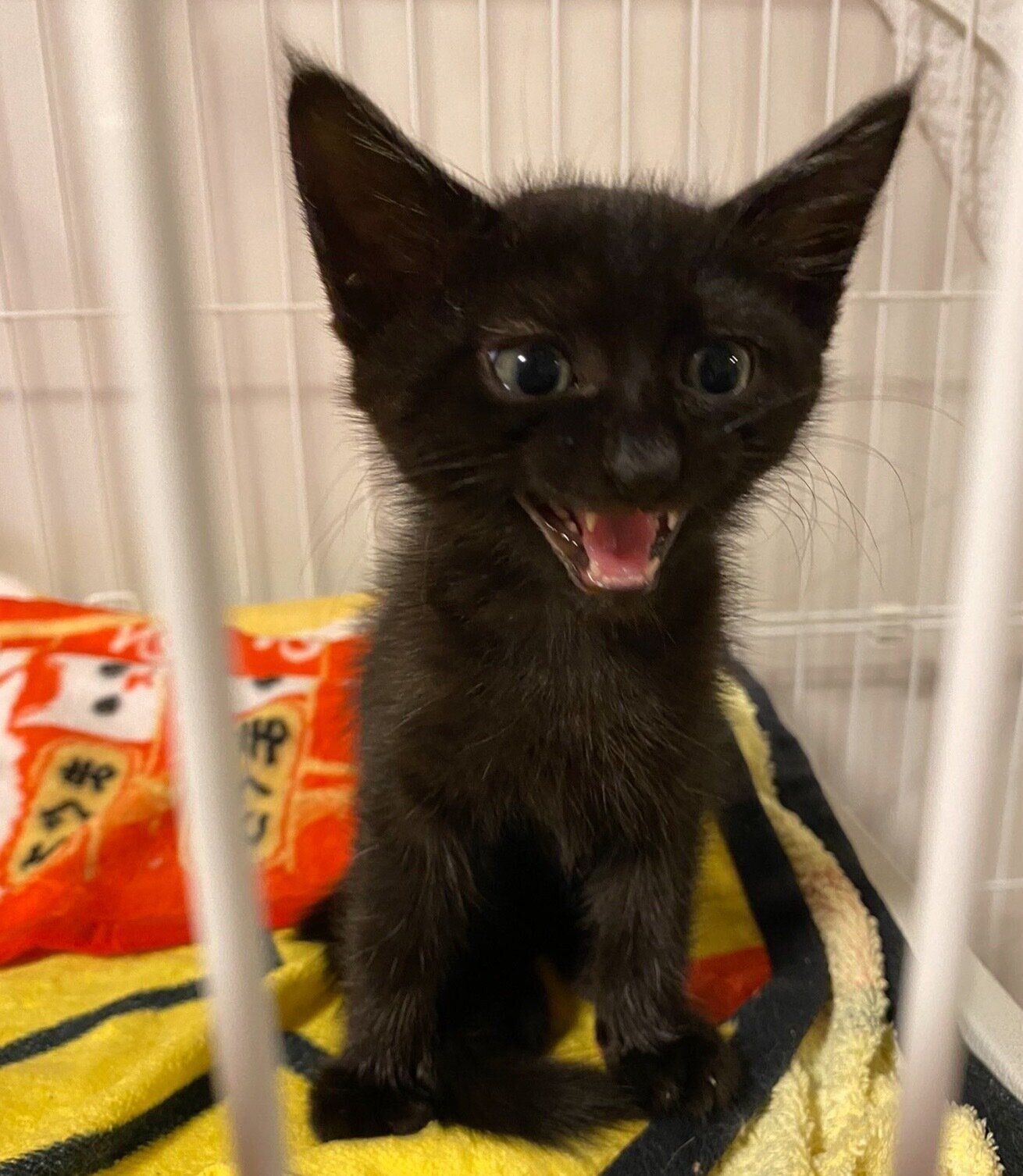 保護して2週間が経った頃のココアくん