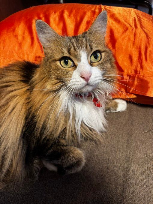 飼い主を見上げる猫