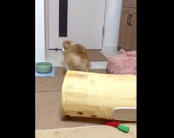 ものすごい音をたてて着地したちのさん