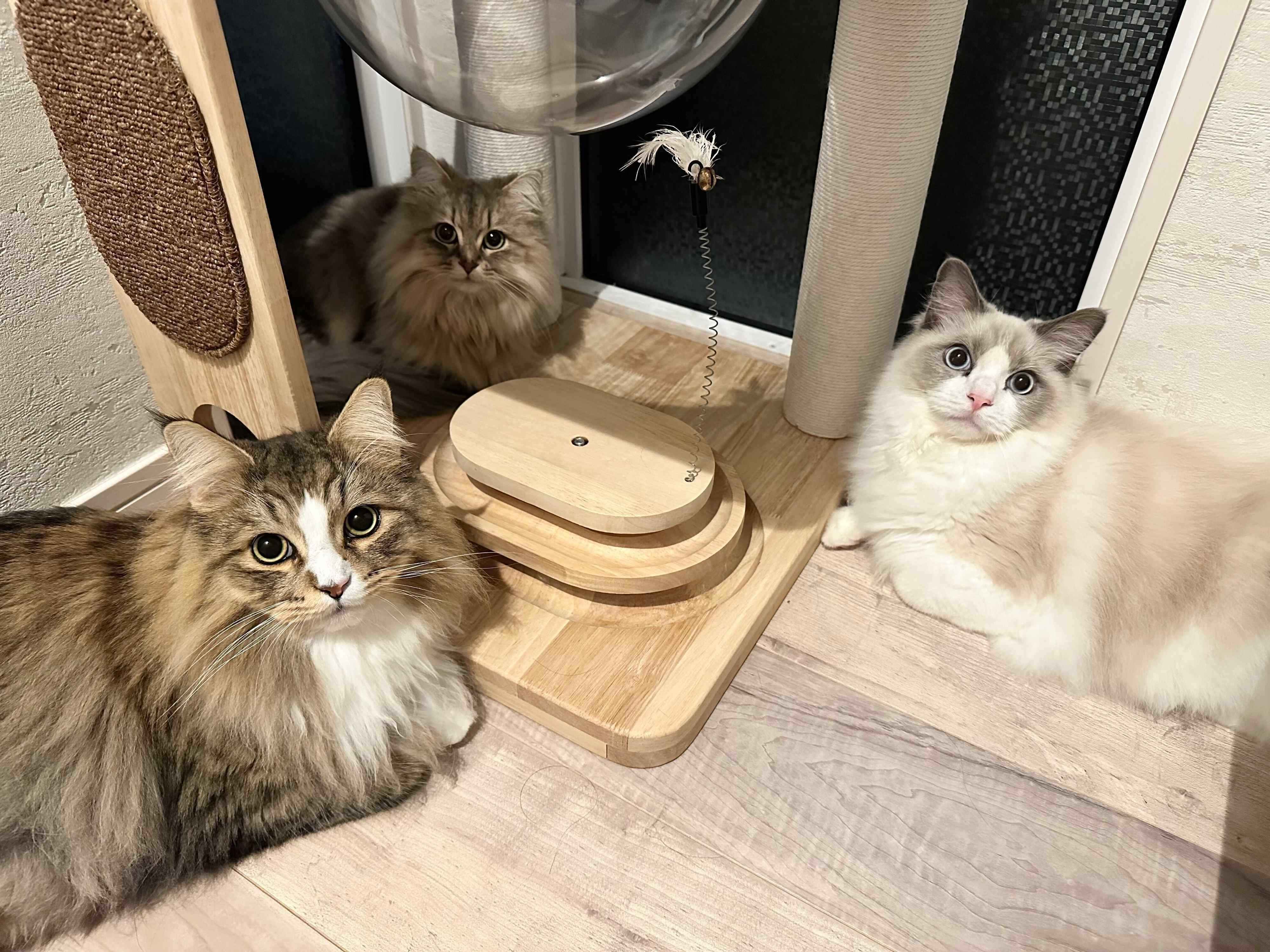 「夜のおやつ会議中」の3匹