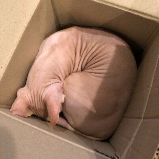 丸くなる猫（スフィンクス、オス）