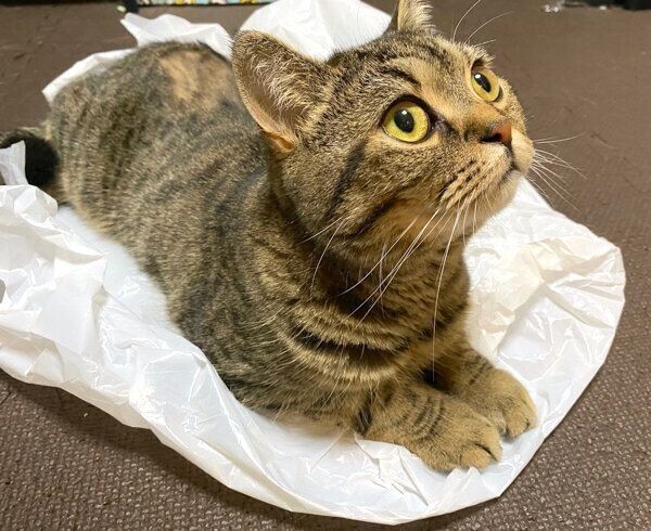 ビニール袋の上でくつろぐジルちゃん