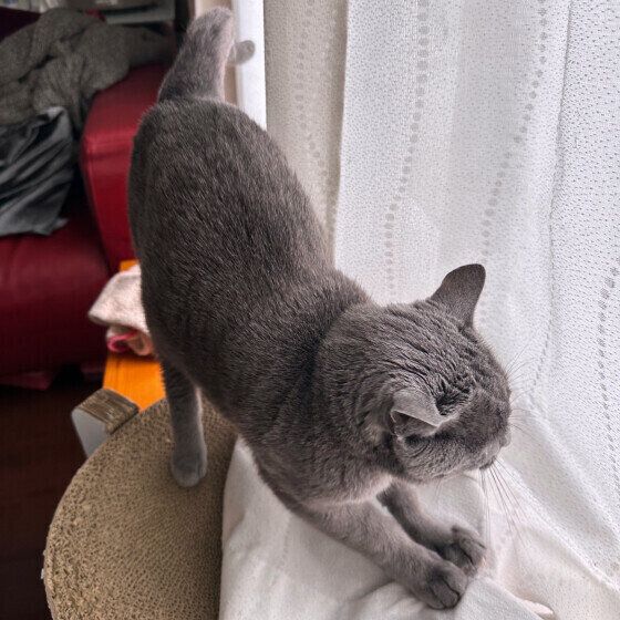 のびをするロシアンブルー