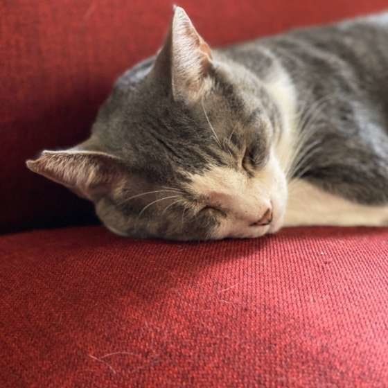 MIXのヨスケちゃん