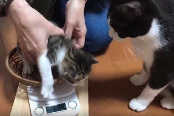 体重測定をする子猫