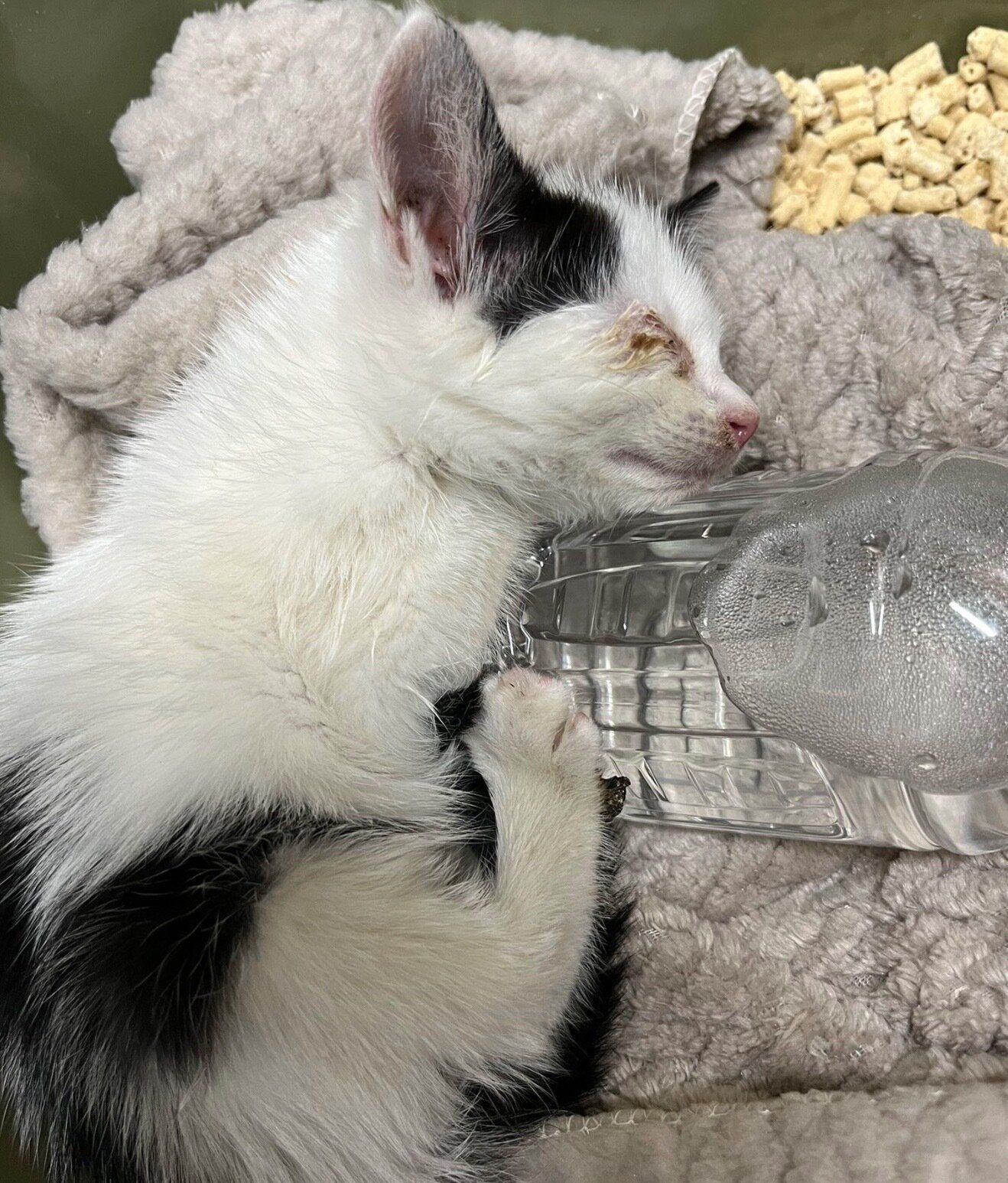 保護当時のパインちゃん