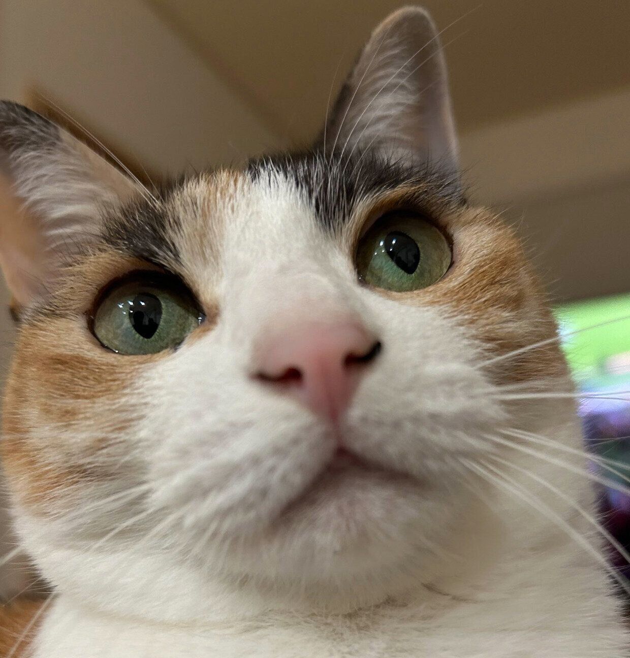 まんまる顔が可愛いモチちゃん