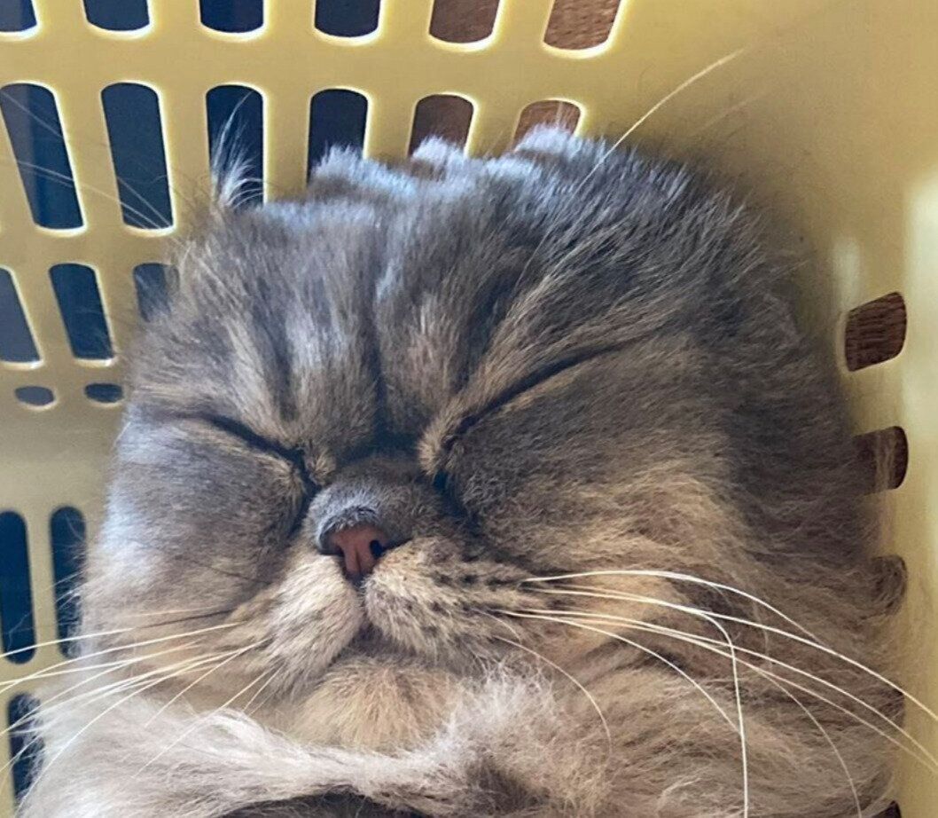 カゴの中で気持ちよさそうに眠るゆずちゃん