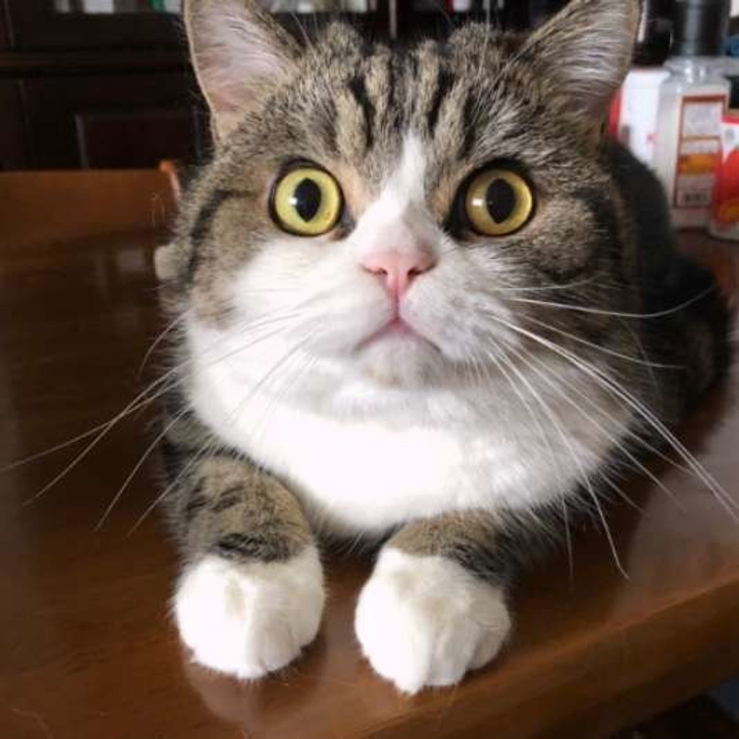 猫が喜ぶ 嫌がる 撫で方 触ってできる健康チェックも伝授 ねこのきもちweb Magazine 猫が喜ぶ 嫌がる 撫で方 触ってできる健康チェックも伝授 ねこのきもちweb Magazine