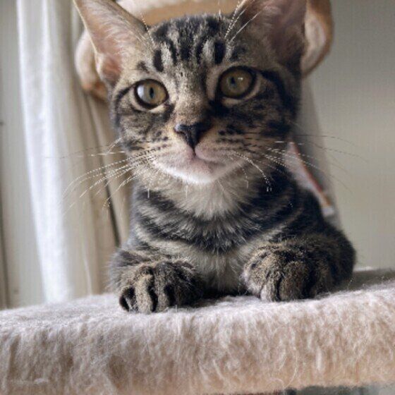 キャットタワーでくつろぐキジトラの子猫