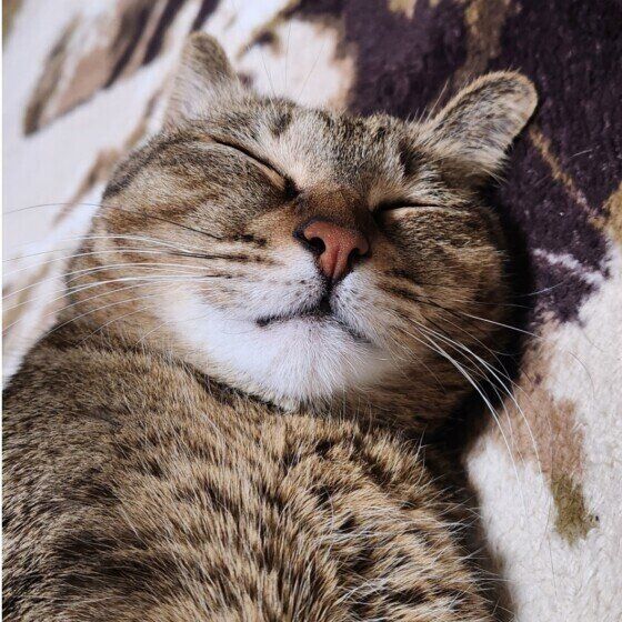 爆睡中のキジトラ猫