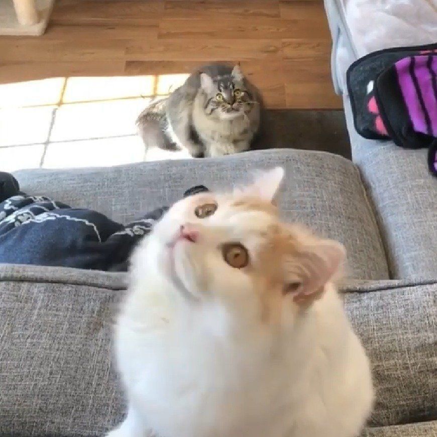 反射光を追いかける、アポロ君とチロル君