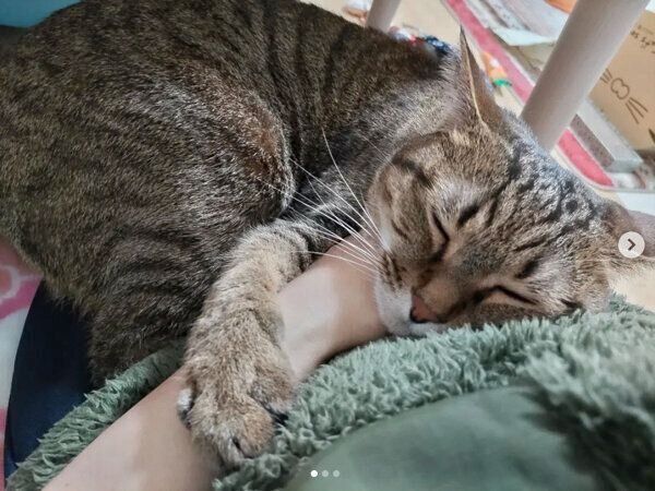 眠るもんちゃん