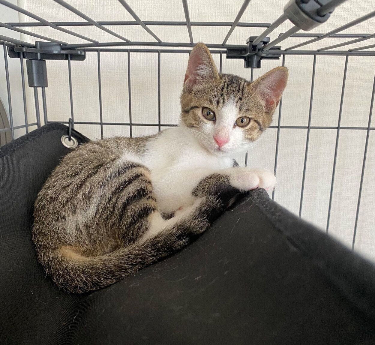 子猫時代の杏忍くん