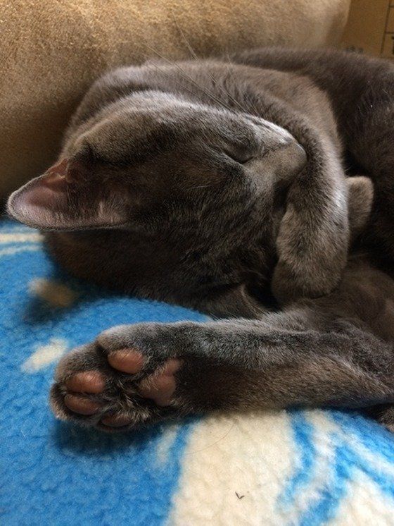 ねこのきもち投稿写真ギャラリー