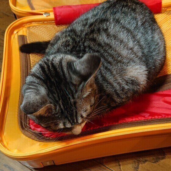 スーツケースの中に入るサバトラ猫