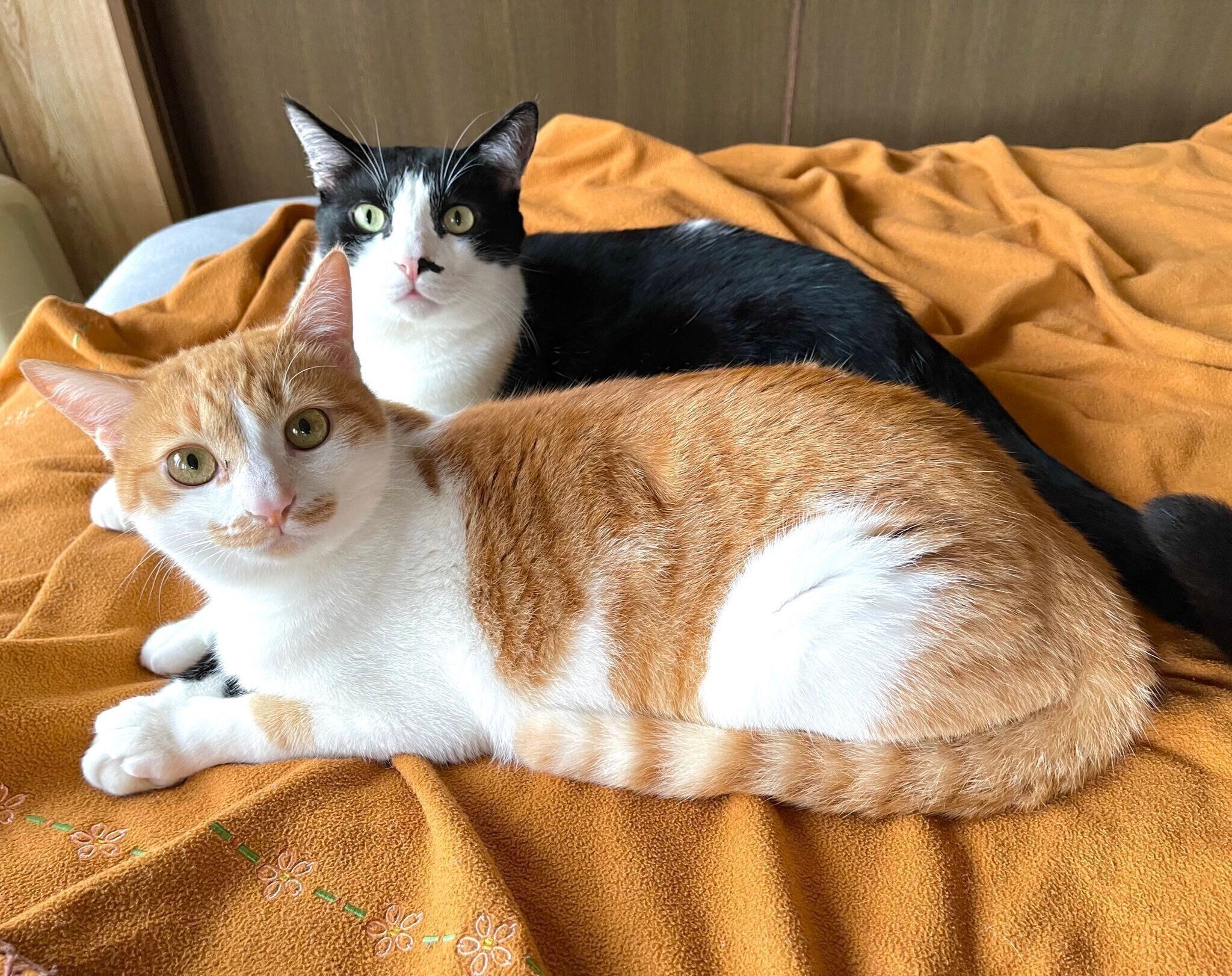 カメラを見つめるせんちゃんとふうたくん