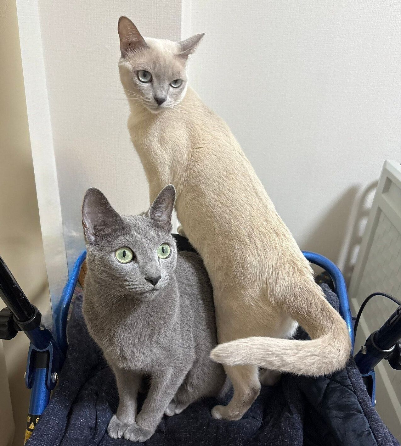 仲良しなカイくん、モカちゃん