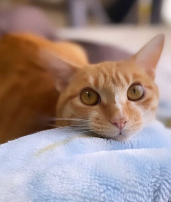 見つめるハマグリちゃん