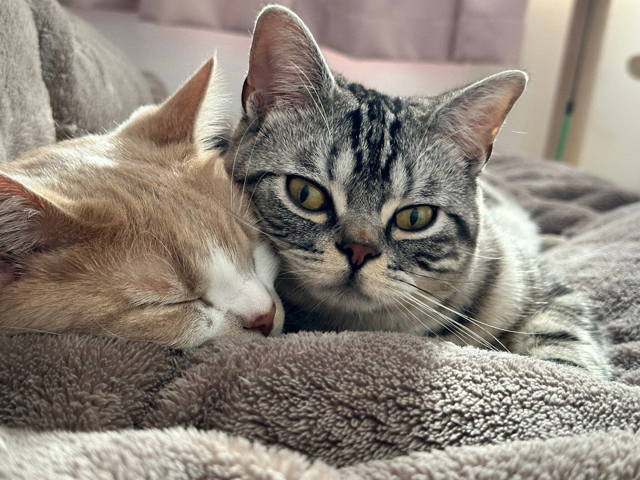 くっつくうるくん、そるくん