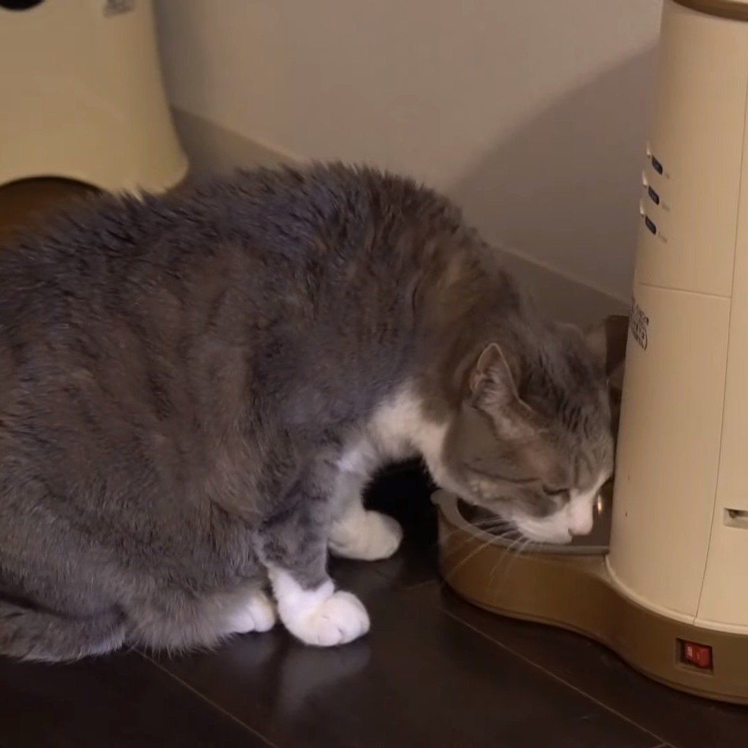 給餌機を覗き込む猫